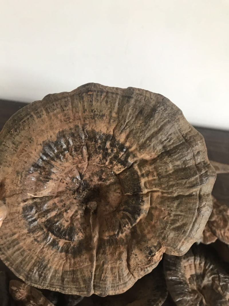 【灵芝】精品高山野生赤灵芝，质量保证，价格实惠，量大从优
