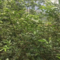 大批量手摘鲁甸青花椒