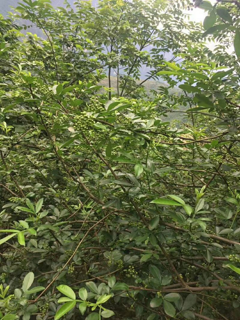 大批量手摘鲁甸青花椒