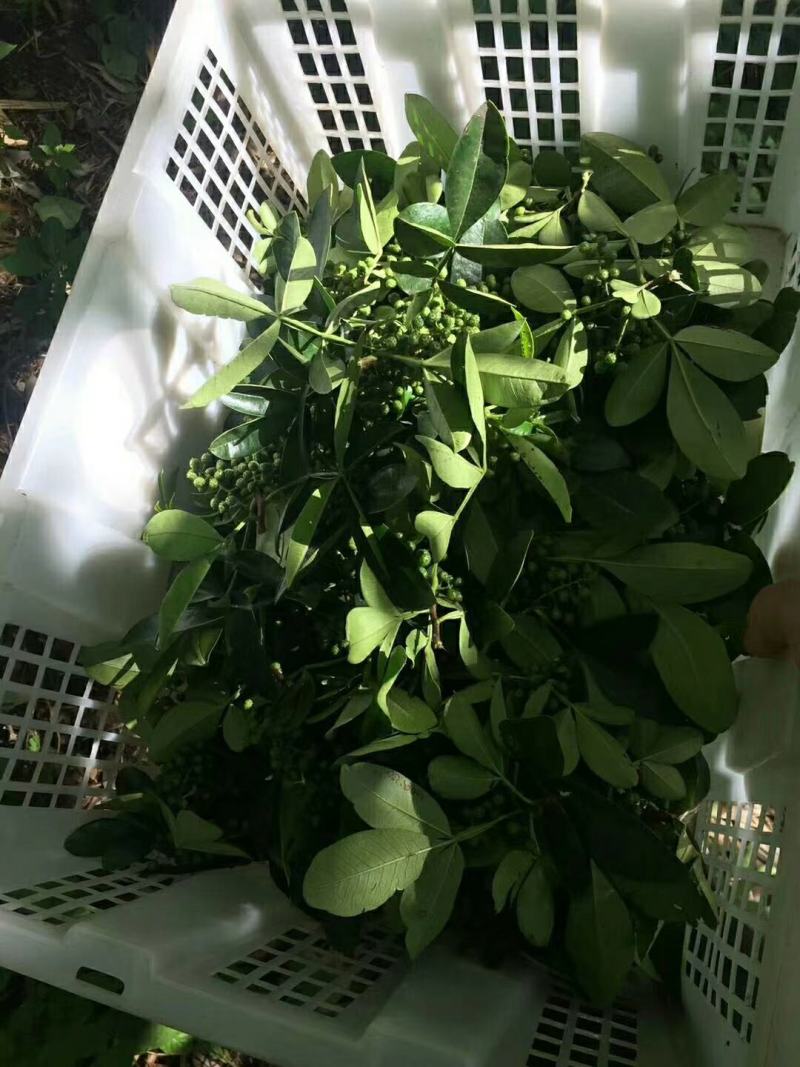 大批量手摘鲁甸青花椒