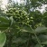 大批量手摘鲁甸青花椒