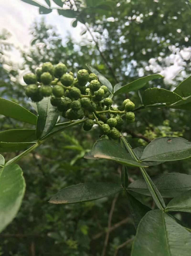 大批量手摘鲁甸青花椒