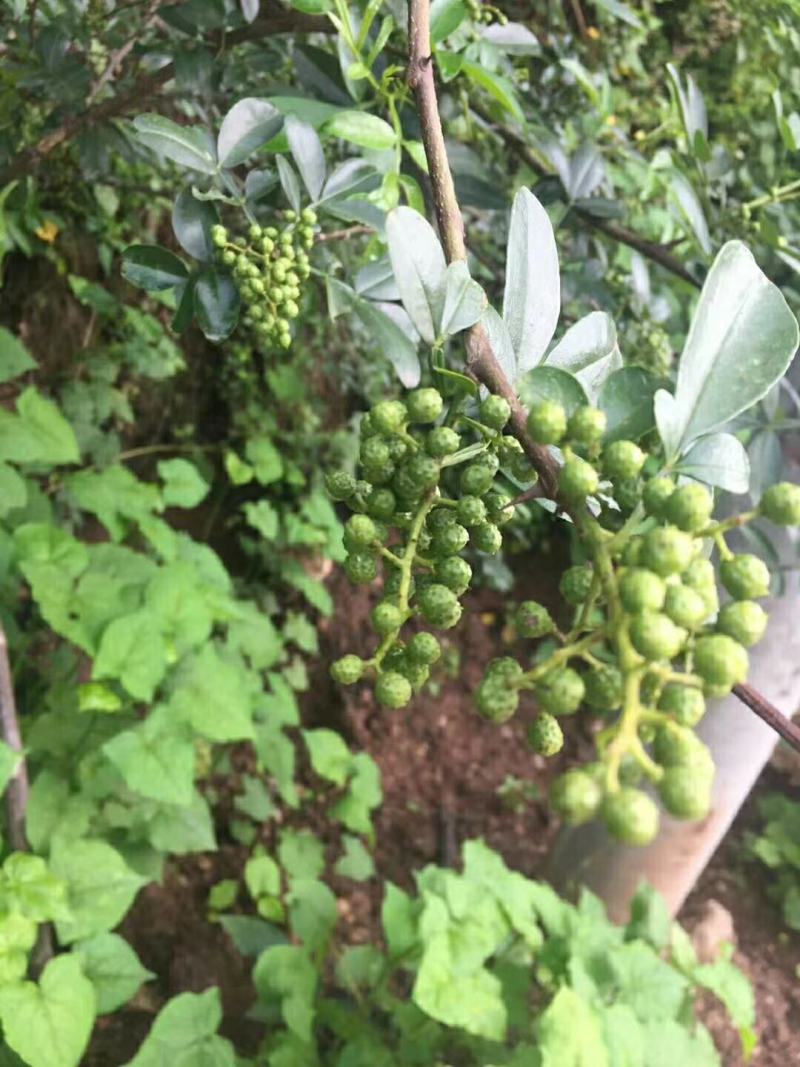 大批量手摘鲁甸青花椒
