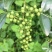 大批量手摘鲁甸青花椒