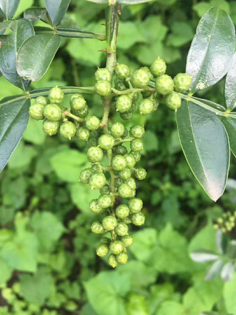 大批量手摘鲁甸青花椒