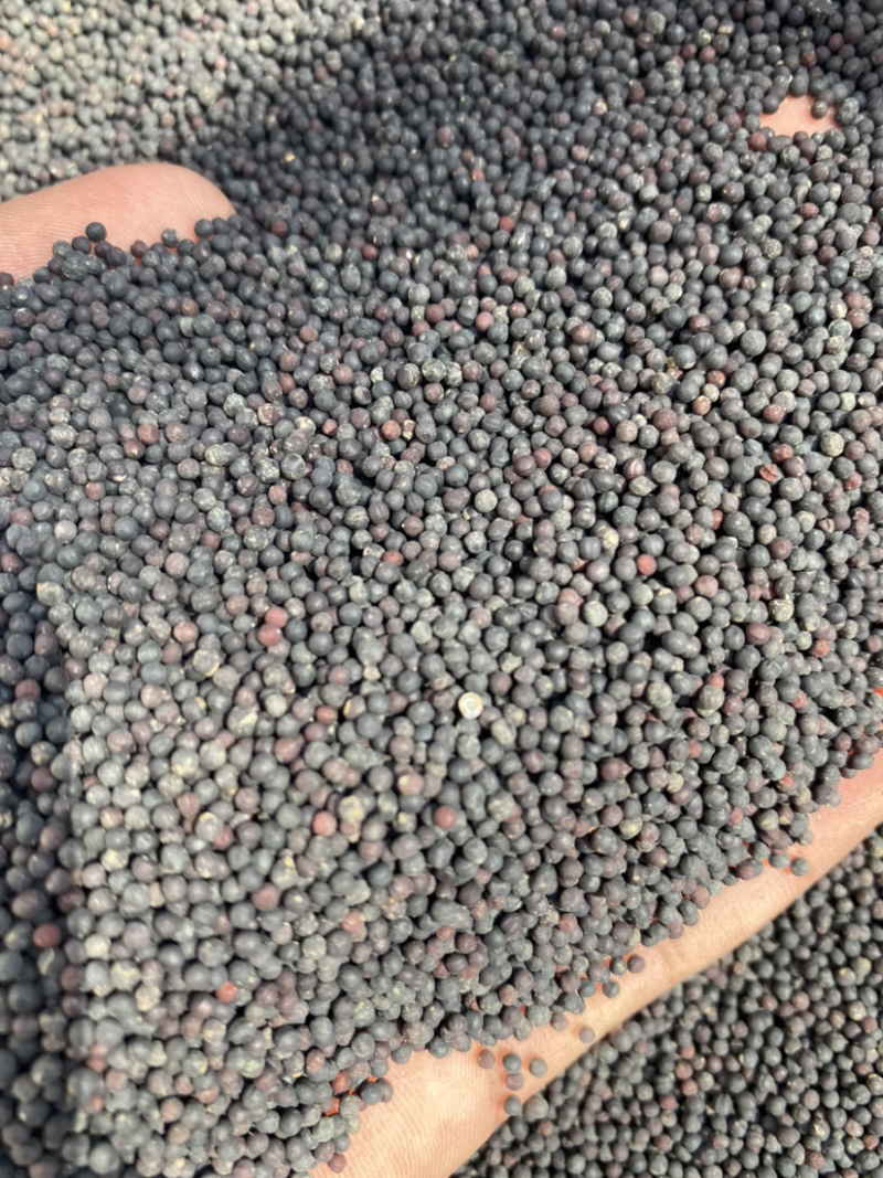 王不留行产地直销量大从优批发各种中药材