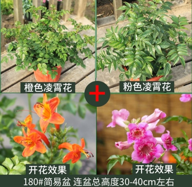 凌霄盆栽庭院爬藤植物室外花苗阳台垂直攀爬中华老桩炮仗花卉