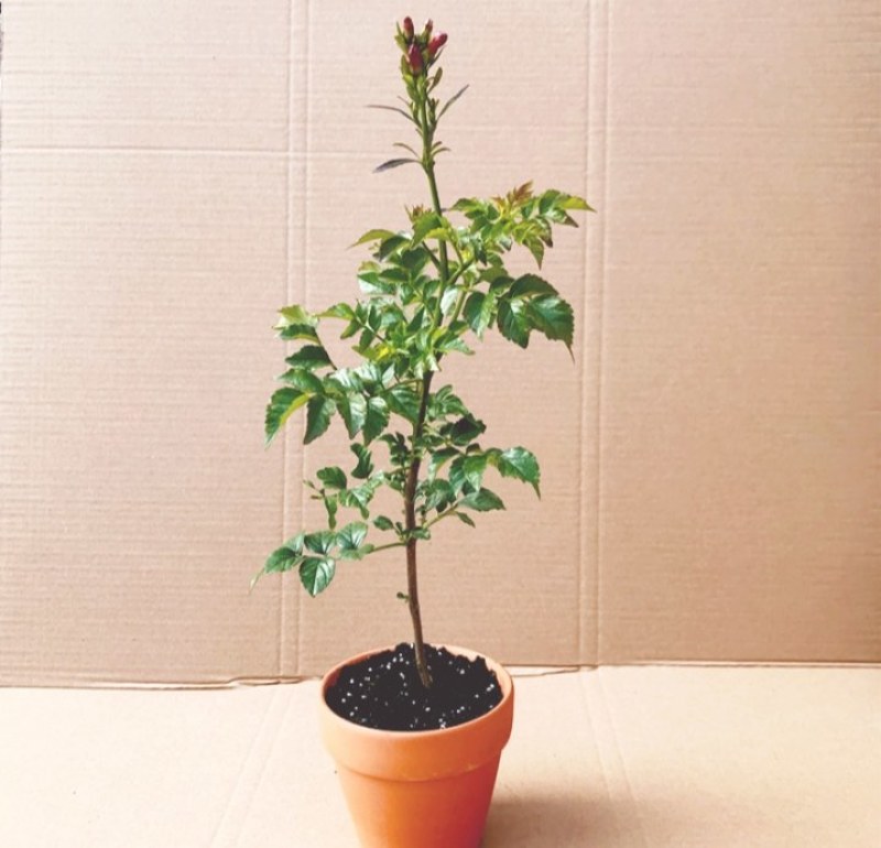凌霄盆栽庭院爬藤植物室外花苗阳台垂直攀爬中华老桩炮仗花卉