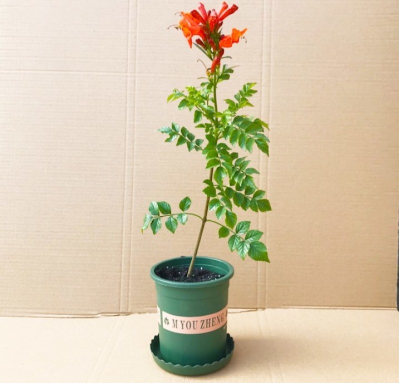 凌霄盆栽庭院爬藤植物室外花苗阳台垂直攀爬中华老桩炮仗花卉