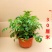 凌霄盆栽庭院爬藤植物室外花苗阳台垂直攀爬中华老桩炮仗花卉