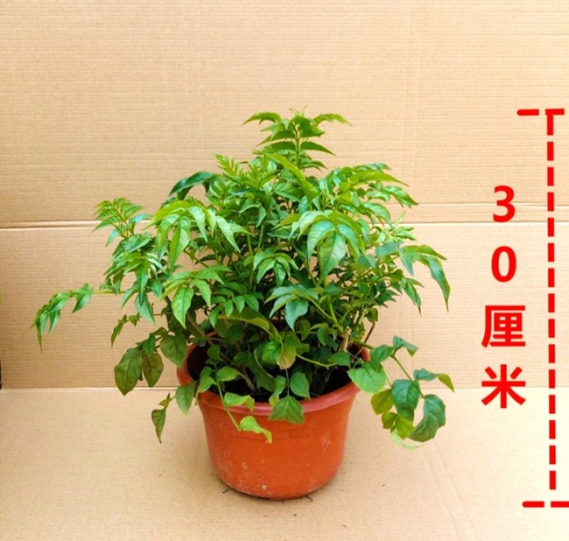 凌霄盆栽庭院爬藤植物室外花苗阳台垂直攀爬中华老桩炮仗花卉