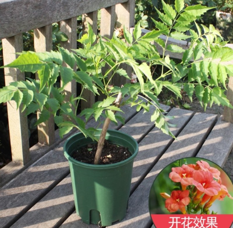凌霄盆栽庭院爬藤植物室外花苗阳台垂直攀爬中华老桩炮仗花卉