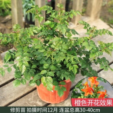 凌霄盆栽庭院爬藤植物室外花苗阳台垂直攀爬中华老桩炮仗花卉