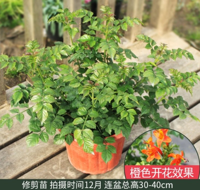 凌霄盆栽庭院爬藤植物室外花苗阳台垂直攀爬中华老桩炮仗花卉