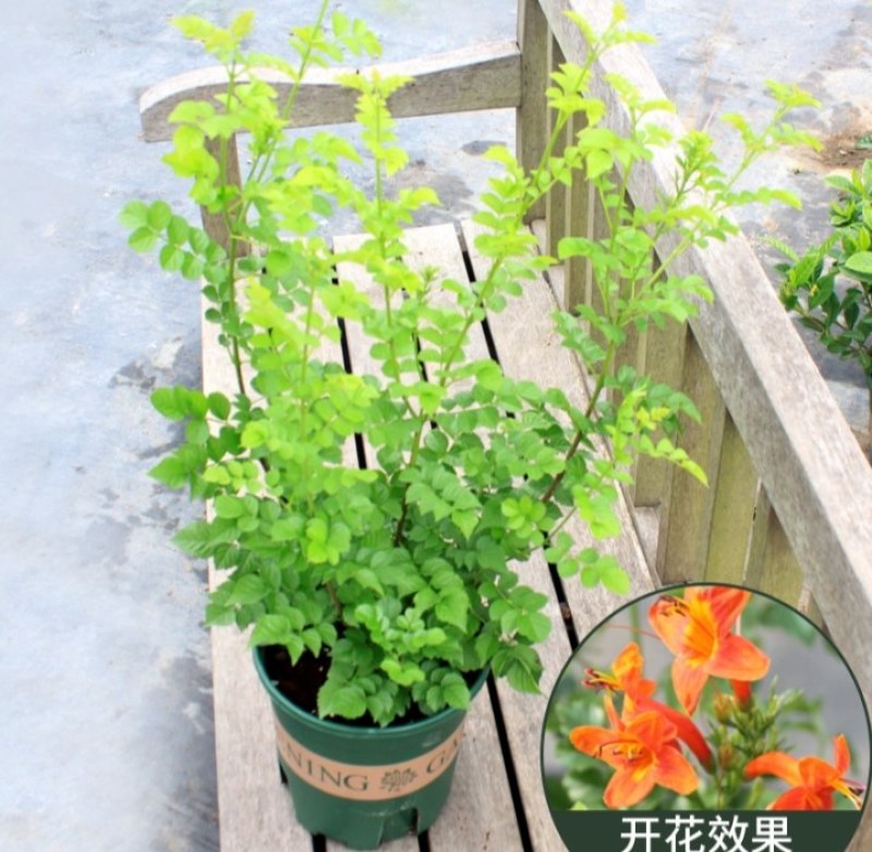 凌霄盆栽庭院爬藤植物室外花苗阳台垂直攀爬中华老桩炮仗花卉