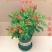 凌霄盆栽庭院爬藤植物室外花苗阳台垂直攀爬中华老桩炮仗花卉