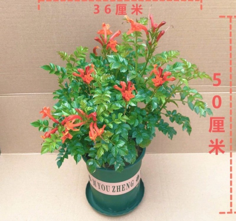 凌霄盆栽庭院爬藤植物室外花苗阳台垂直攀爬中华老桩炮仗花卉