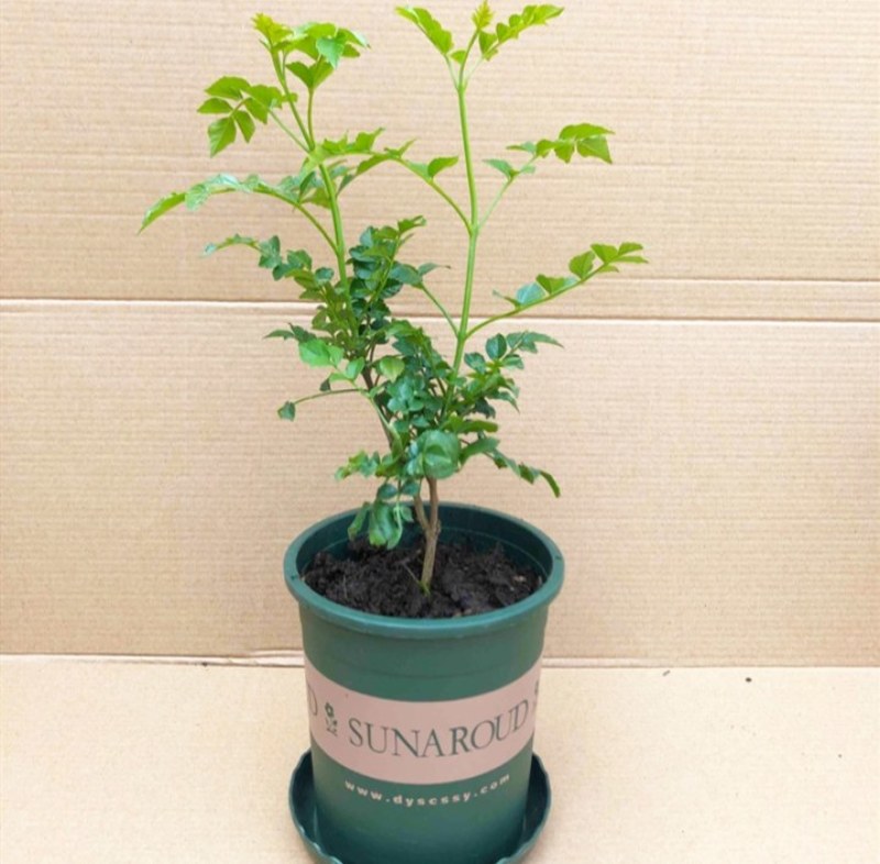 凌霄盆栽庭院爬藤植物室外花苗阳台垂直攀爬中华老桩炮仗花卉