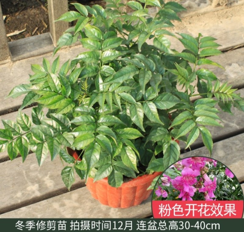 凌霄盆栽庭院爬藤植物室外花苗阳台垂直攀爬中华老桩炮仗花卉