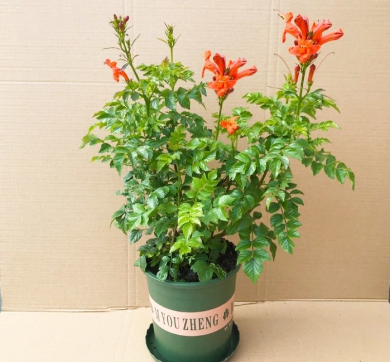 凌霄盆栽庭院爬藤植物室外花苗阳台垂直攀爬中华老桩炮仗花卉
