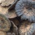 【灵芝】精品高山野生赤灵芝，质量保证，价格实惠，量大从优