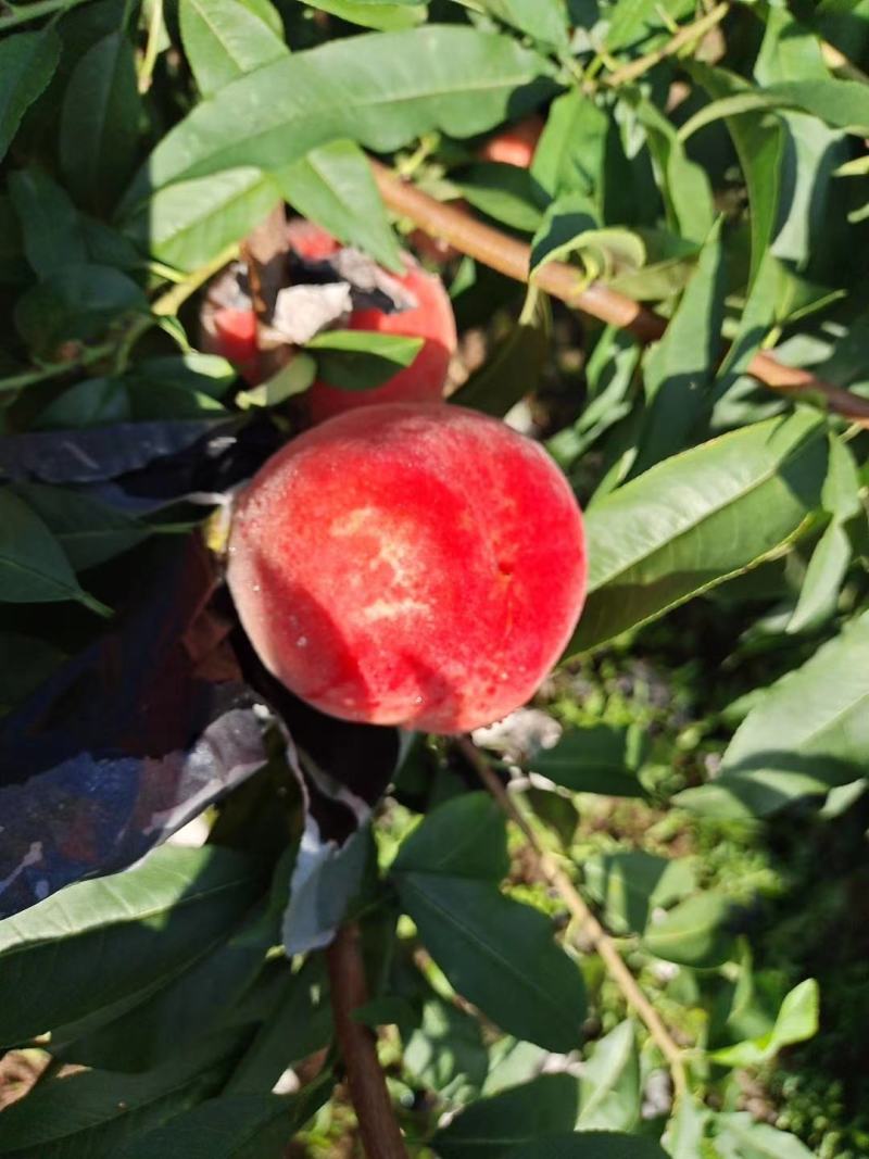 秦王蜜桃10斤一件代发45