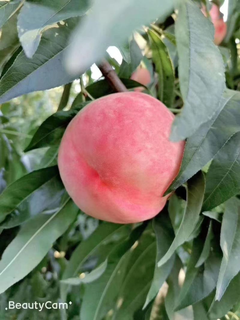 秦王蜜桃10斤一件代发45