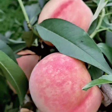 秦王蜜桃10斤一件代发45