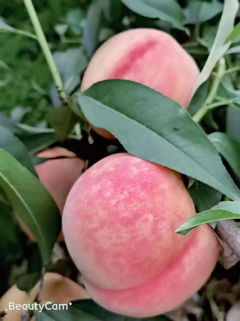 秦王蜜桃10斤一件代发45