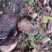 【灵芝】精品高山野生赤灵芝，质量保证，价格实惠，量大从优
