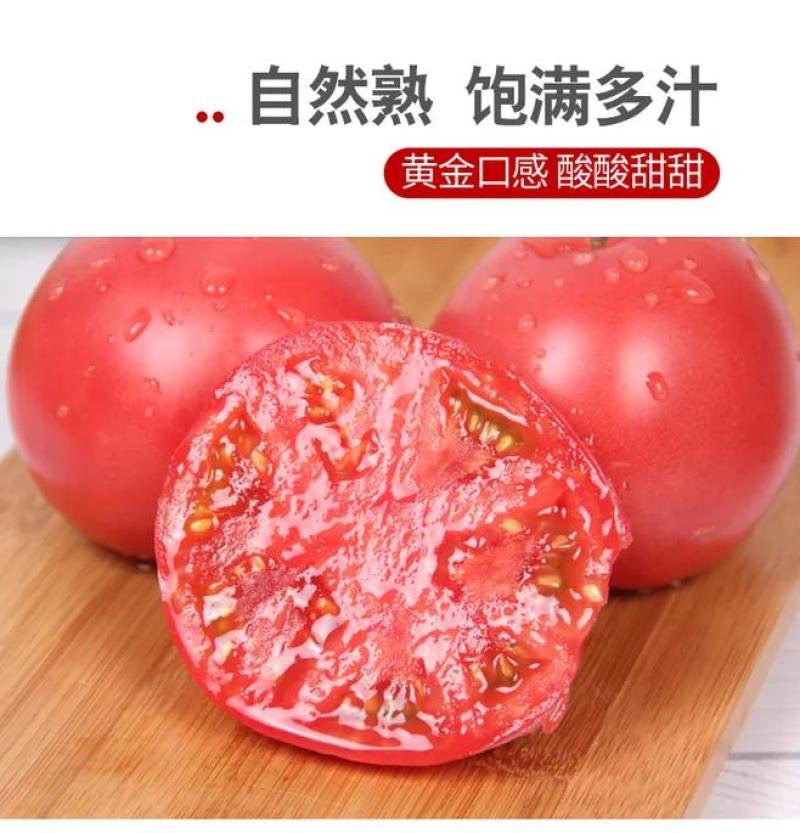 整车批大棚西红柿产地直销可视频看货支持线上保障交易
