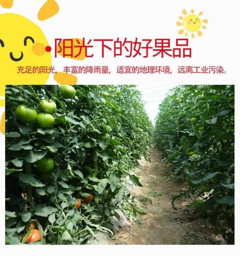 整车批大棚西红柿产地直销可视频看货支持线上保障交易