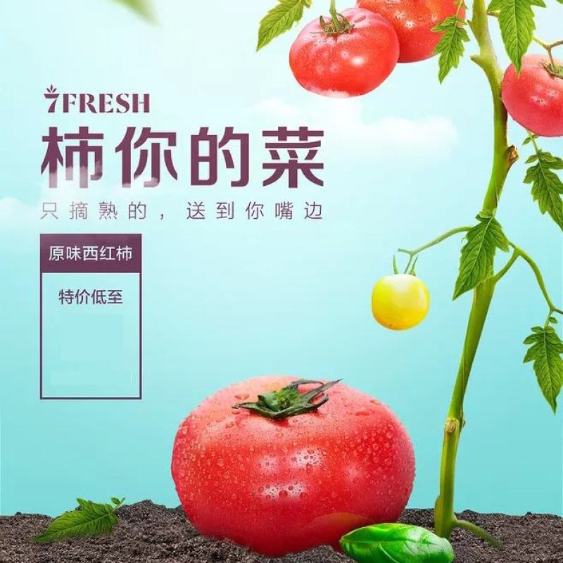 整车批大棚西红柿产地直销可视频看货支持线上保障交易