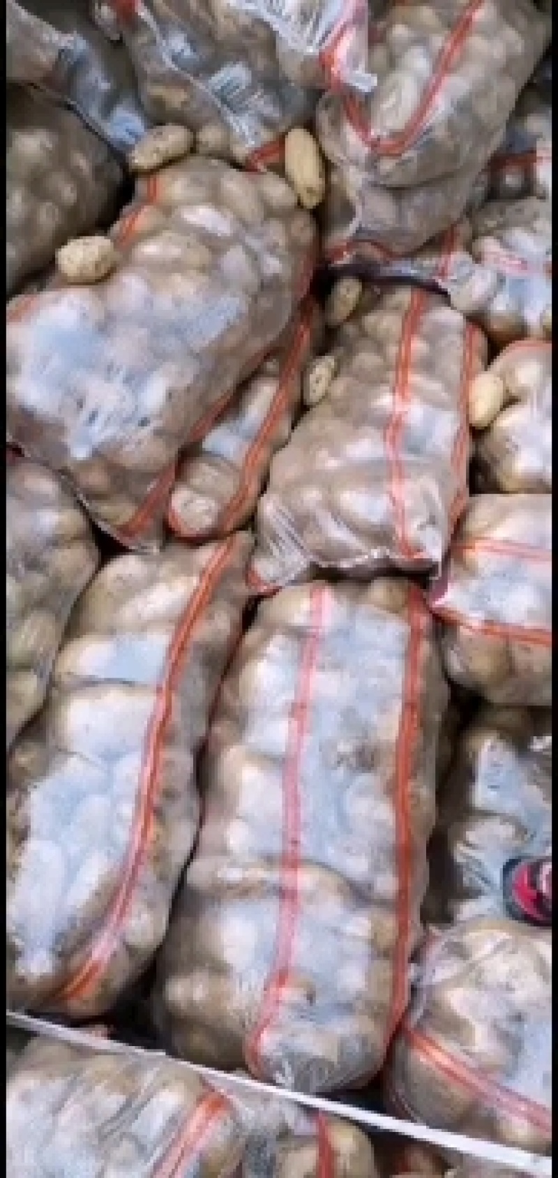 荷兰十五土豆量大，226土豆，，，，，，，，，，，，，