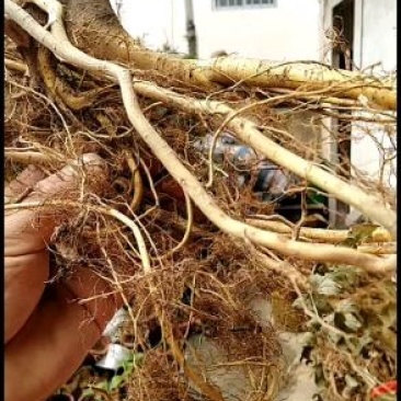 广西大山野生白花牛奶根！新鲜通货!无硫干货小扎把。