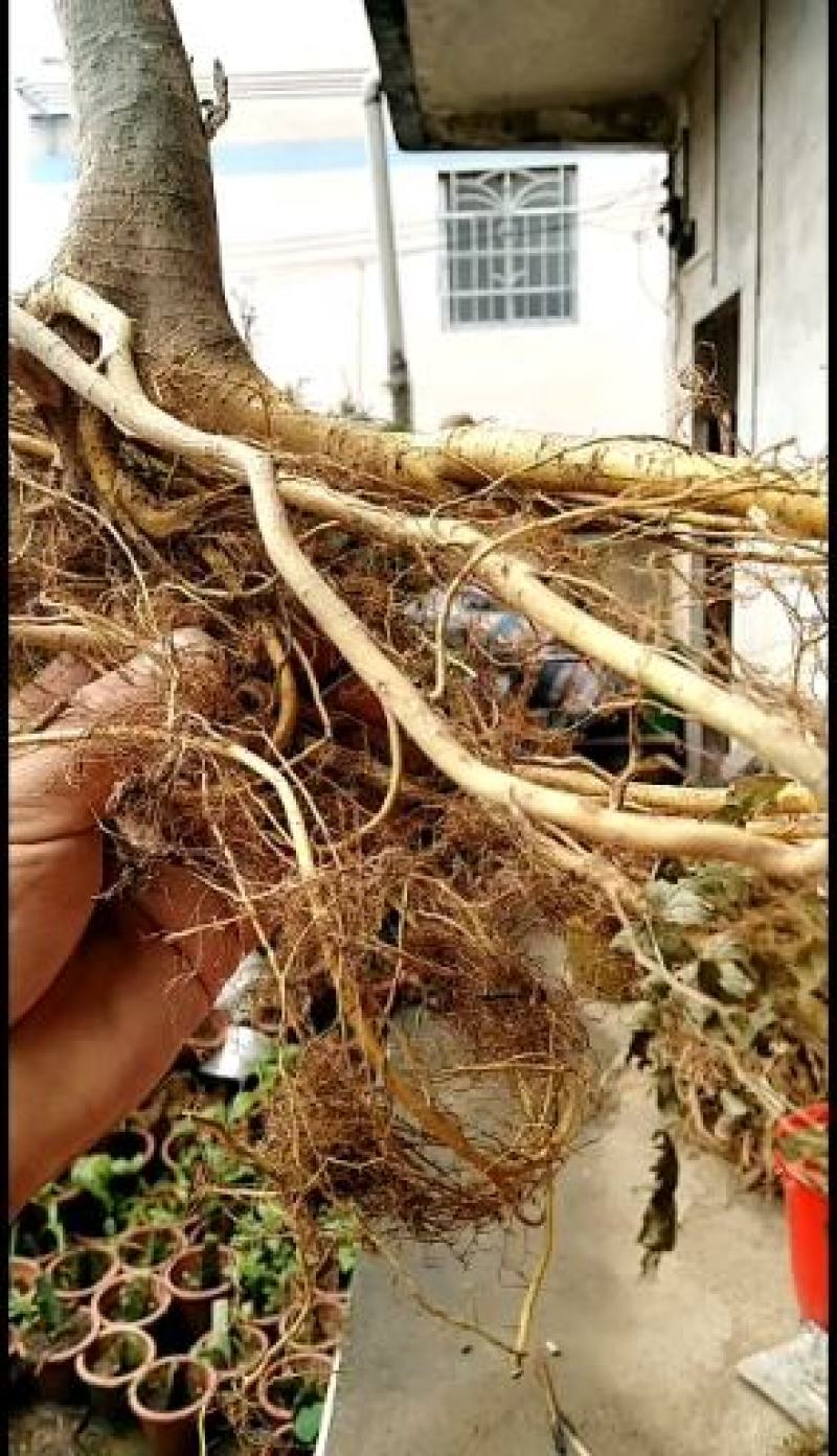 广西大山野生白花牛奶根！新鲜通货!无硫干货小扎把。