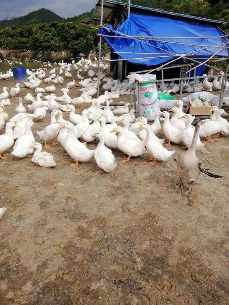 【正宗桂柳白鸭苗，肉鸭】质量保证，包邮、包疫苗、包成活