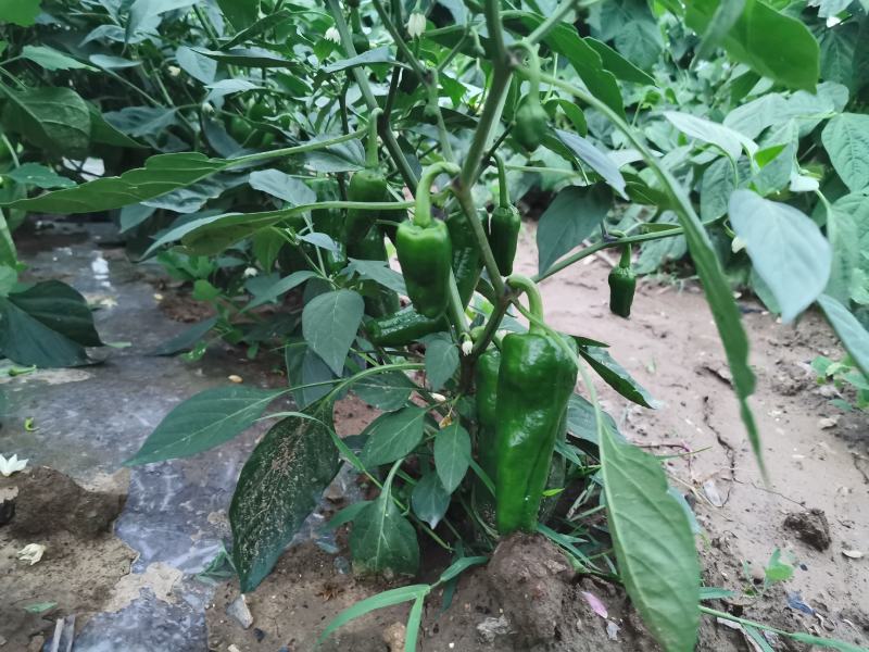 主经营长豆角白豆角
