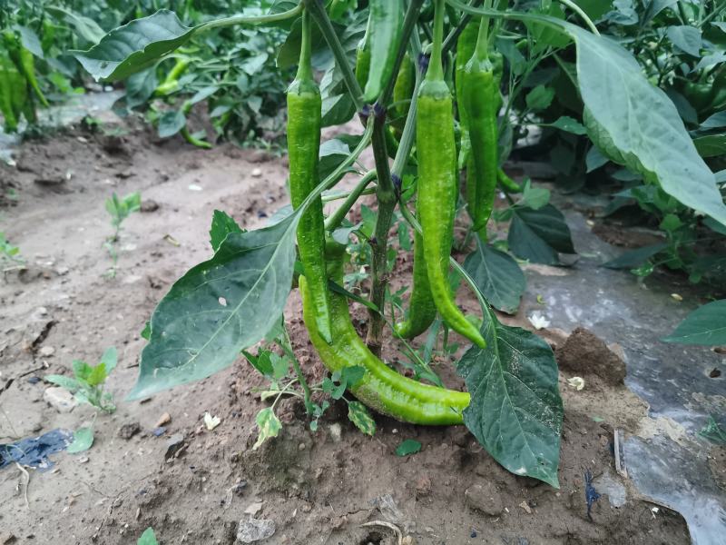 主经营长豆角白豆角