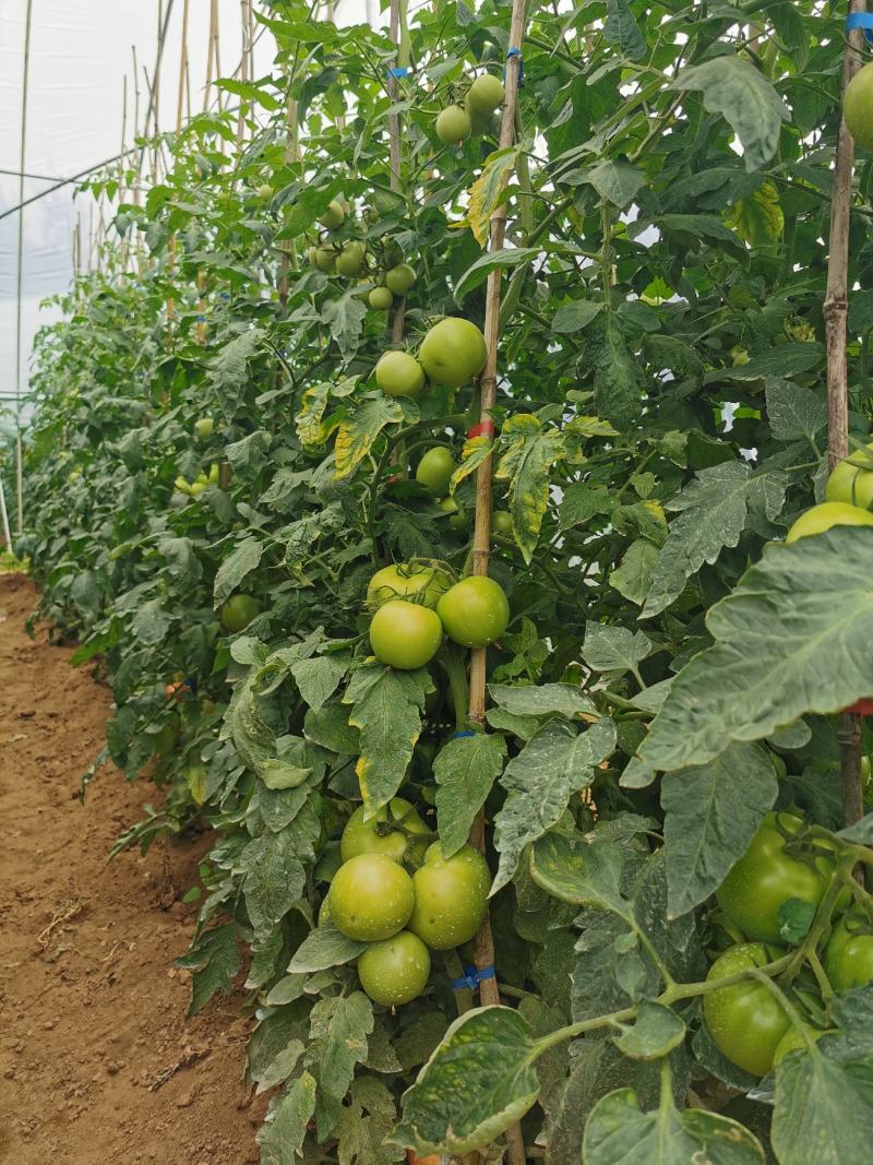 山西壶关南湖杰腾种植农业合作社