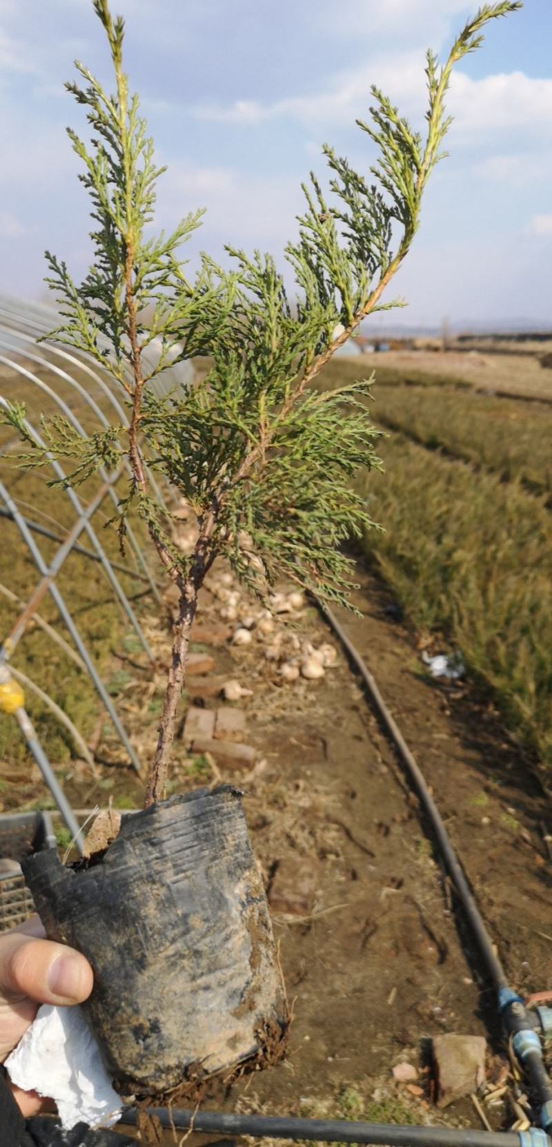 辽宁开原常年大量出售沙地柏露天营养杯苗扦插苗
