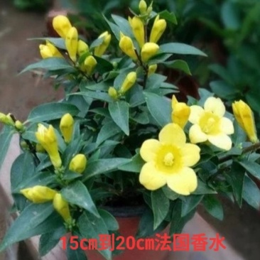 法国香水藤盆栽室内飘香藤浓香花卉茉莉花爬藤藤蔓苗植物四季