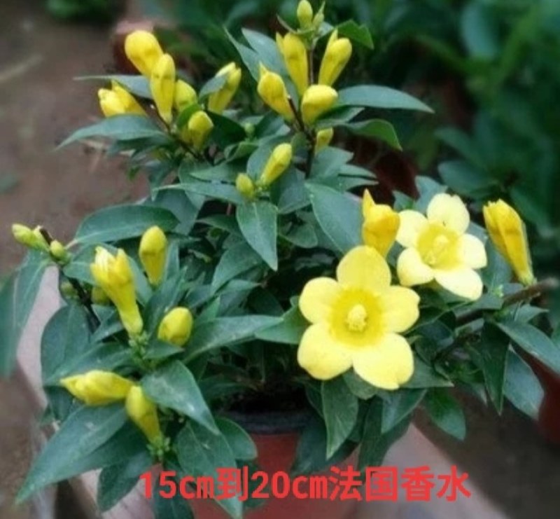 法国香水藤盆栽室内飘香藤浓香花卉茉莉花爬藤藤蔓苗植物四季