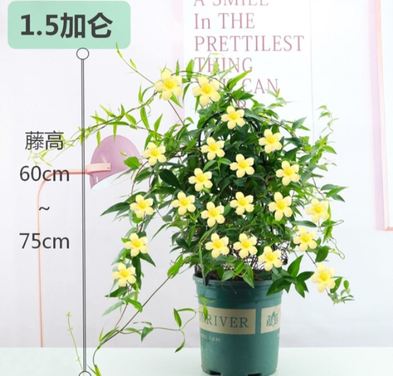 法国香水藤盆栽室内飘香藤浓香花卉茉莉花爬藤藤蔓苗植物四季