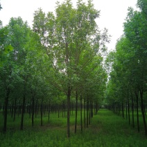 苗木基地直销速生白蜡、大规格白蜡、白蜡苗圃直销