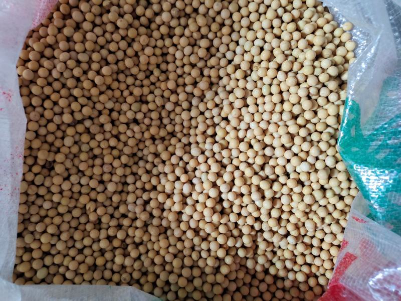 黄芽豆芽豆小粒黄豆发芽率高。品质保证