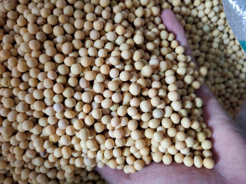 黄芽豆芽豆小粒黄豆发芽率高。品质保证