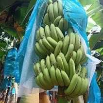 广东优质香蕉7成熟货源充足量大从优可视频欢迎选购