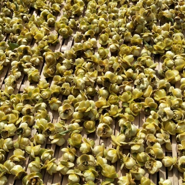 野生金花茶有需要的联系我