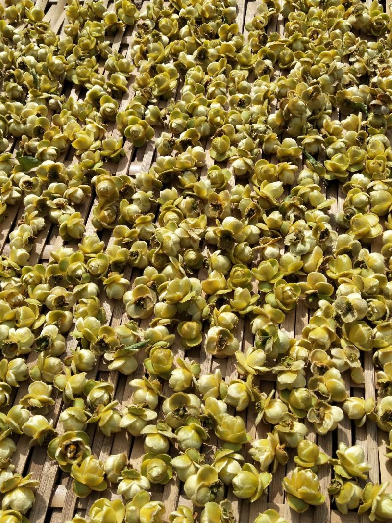 野生金花茶有需要的联系我